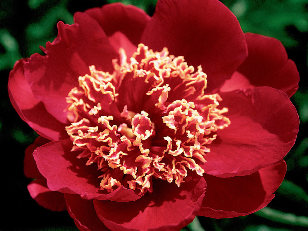Paeonia lactiflora 'Charles Burgess'